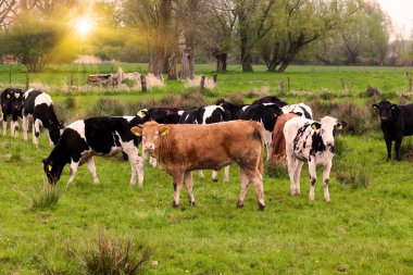 süt ineği. Yeşil çayır üzerinde otlatma inek.