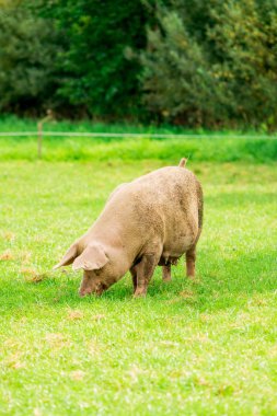 Tarım arazileri domuzlarla. Pastureland Vadisi
