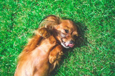 Mutlu ve aktif köpek açık havada gün güneşli yaz çimen. güneşin tadını Rus oyuncak köpek