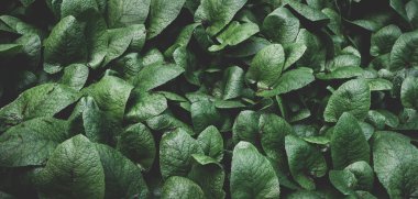 arka plan doku bırakır. yeşil yaprak