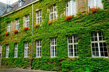 Eski evi tarafından yeşil sarmaşık kaplı