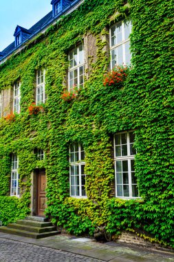 Eski evi tarafından yeşil sarmaşık kaplı