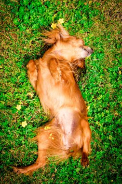 köpek yeşil çim üzerinde yalan gülümseyen