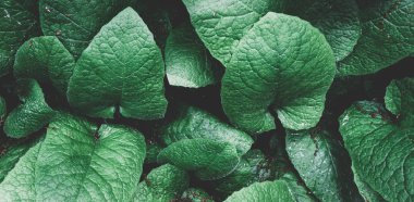 Yaprak yeşil doku. tropikal yaprak