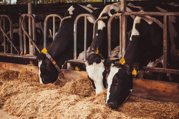 奶牛在农场 农业产业 — 图库照片