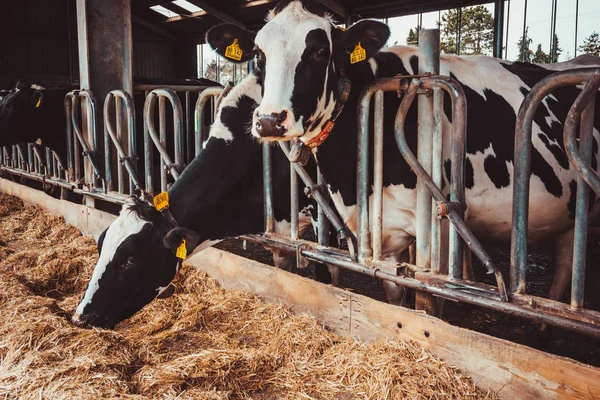 Krávy Farmě Zemědělství Průmysl — Stock fotografie