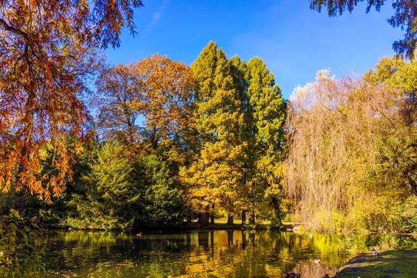 Otoño Hermoso Bosque Paisaje Otoñal — Foto de Stock