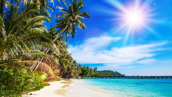 Strand Met Een Palmboom Het Zand — Stockfoto