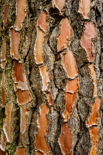 Çam ağacı kabuğu