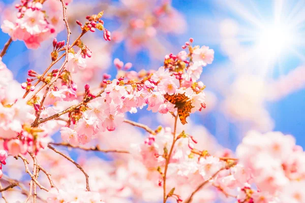 Primavera Sakura Cherry Blossom Flores Rosa Sukura Flor — Fotografia de Stock