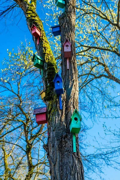 Kolekcja Kolorowych Drewnianych Domków Dla Ptaków — Zdjęcie stockowe