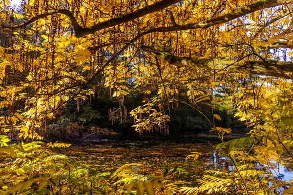 Kolorowe Jesienne Kolory Lesie — Zdjęcie stockowe