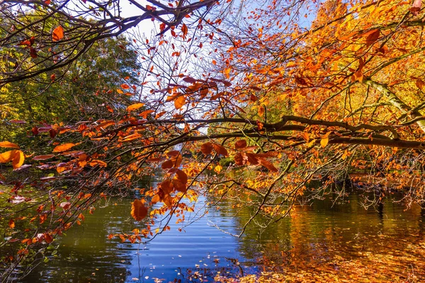 Kleurrijke Herfst Kleuren Het Bos — Stockfoto