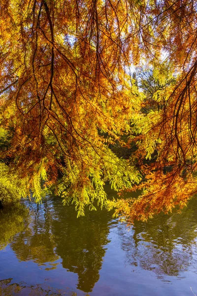 Farbenfrohe Herbstfarben Wald — Stockfoto