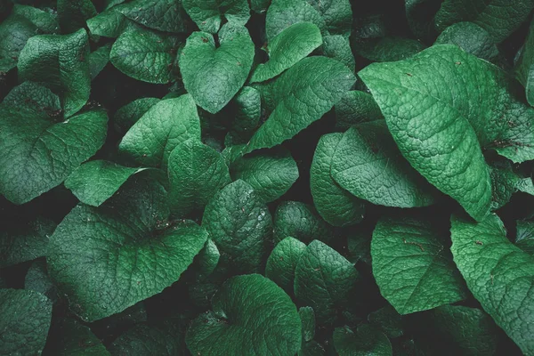 Yeşil yaprakları. Doğa kavramı