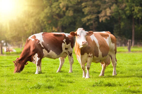 Cows Meadow Grazing Calves — Stock Photo, Image