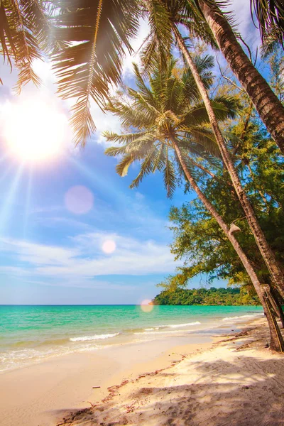 Mooi Strand Tropische Zee Palm Tropisch Strand — Stockfoto