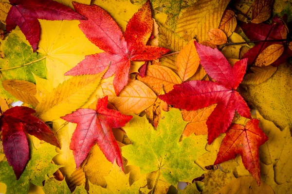 Autumn Leaves Background Hojas Fondo Natural Floral — Foto de Stock