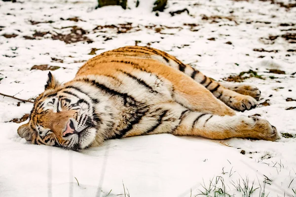 Retrato Tigre Inverno — Fotografia de Stock