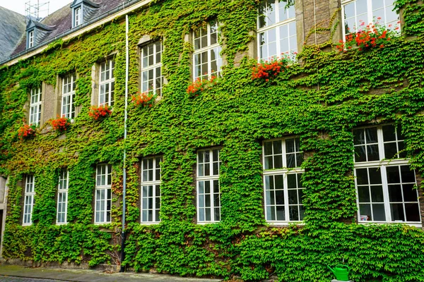 Eski evi tarafından yeşil sarmaşık kaplı