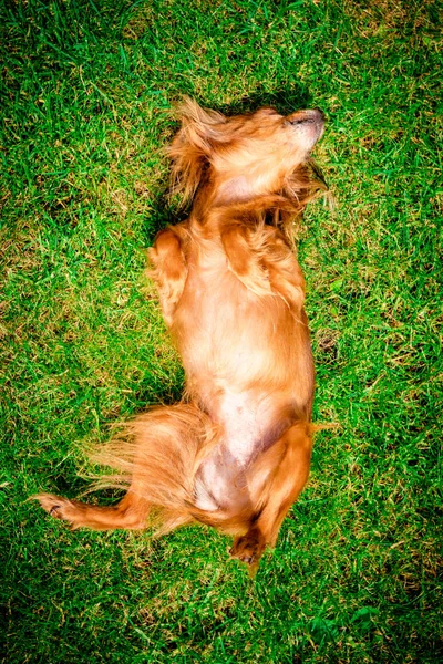 풀밭에 강아지 — 스톡 사진