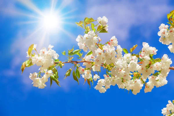 Vårblommor Våren Bakgrund — Stockfoto