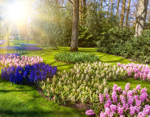 Prachtige Tuin Lentetuin Groen Park — Stockfoto