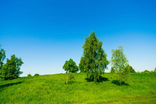 Sommaren Gröna Fält — Stockfoto