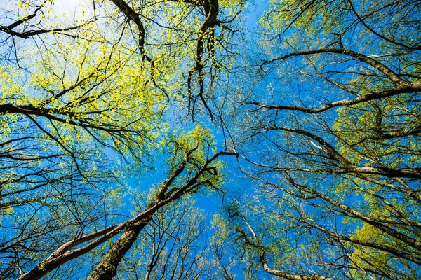 Onderaanzicht Van Oude Bomen Het Bos Blauwe Hemel Achtergrond — Stockfoto