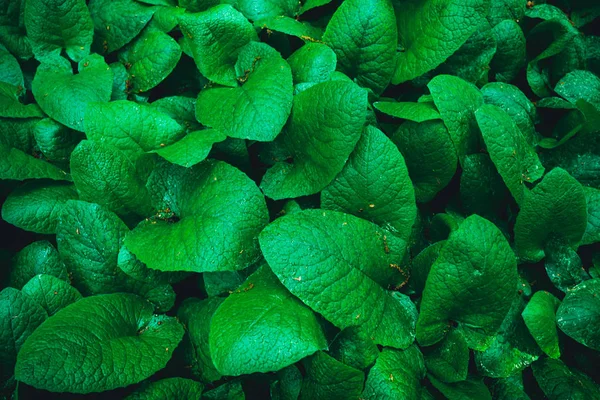 Zielony Liść Tekstury Tropikalne Liście — Zdjęcie stockowe