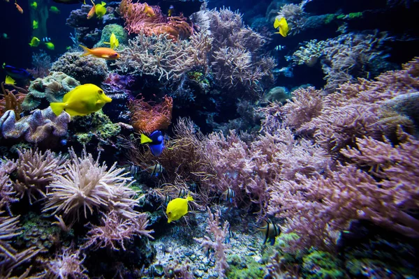 水族館 水中での生活風景 — ストック写真