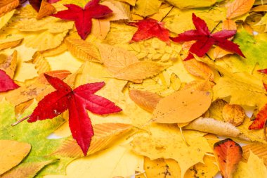 Sonbahar yapraklarının arka planı. Sonbahar arkaplanı