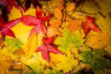 Sonbahar yapraklarının arka planı. Sonbahar arkaplanı