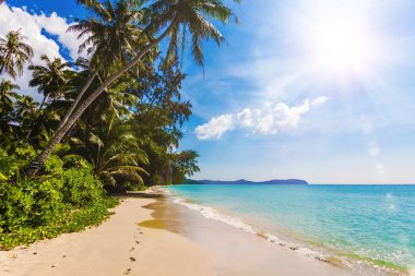 Tropikal plaj. Palmiye ağaçları ile güzel bir plaj