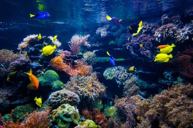 güzel sualtı dünyasını arka plan