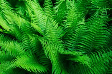 Tropik yapraklar. Çiçek tasarım arka planı.