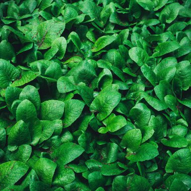 Yeşil yaprakları. Doğa kavramı