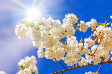 Bahar çiçekleri. Bahar arka plan