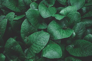 Yaprak yeşil doku. tropikal yaprak