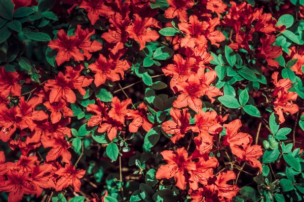 Прекрасний Фон Червоними Квітами — стокове фото