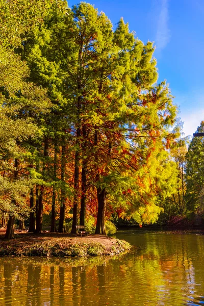 Farbenfrohe Herbstfarben Wald — Stockfoto