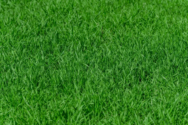 Πράσινο Γρασίδι Υφή Φόντου — Φωτογραφία Αρχείου