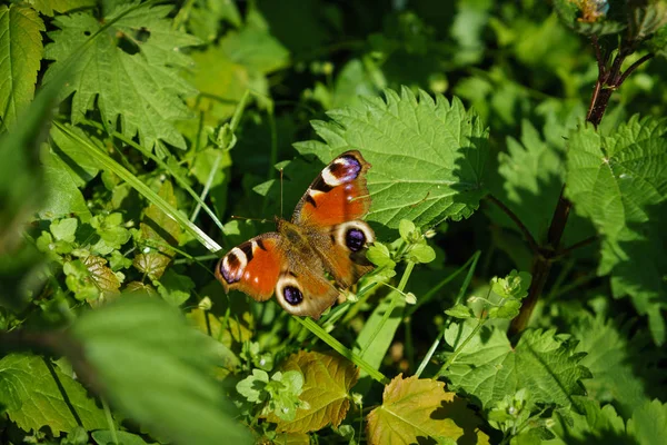 Hierba Verde Fresca Con Mariposa Fondo Natural — Foto de Stock