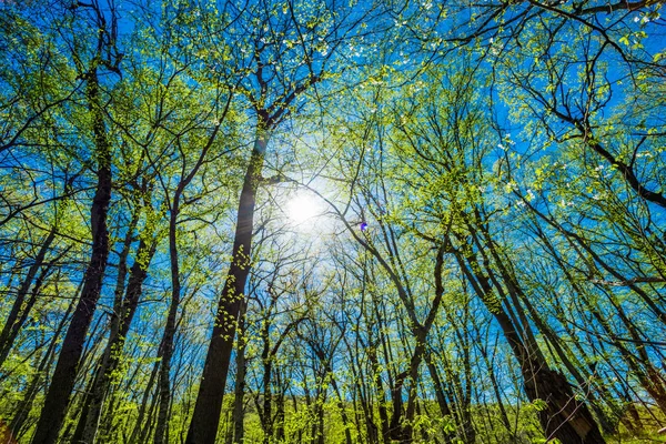 Groene Boom Bos Achtergrond — Stockfoto