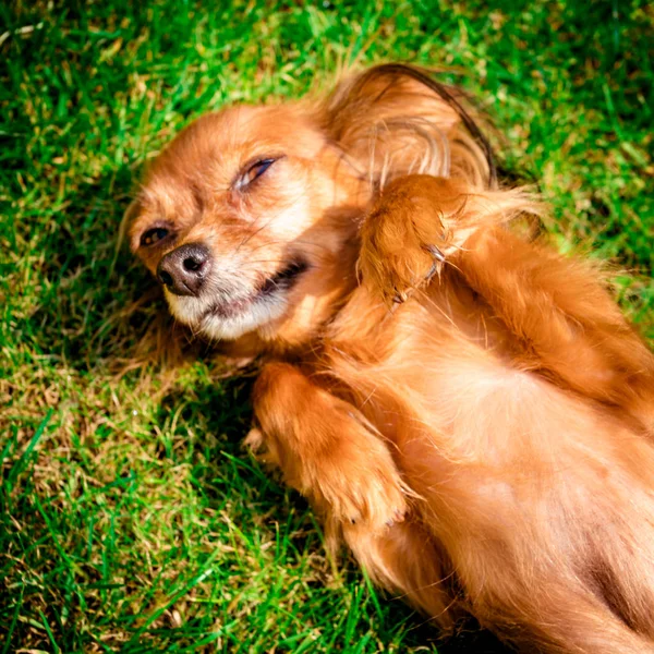 Счастливая Активная Собака Траве Солнечный Летний День Русская Игрушечная Собака — стоковое фото