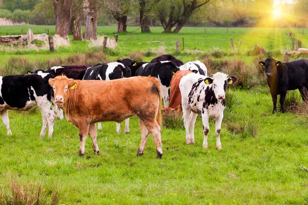 Manada Vacas Vacas Campo —  Fotos de Stock