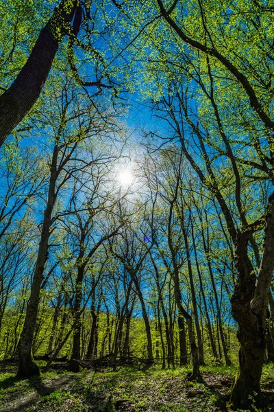 Árvore Verde Floresta Fundo — Fotografia de Stock