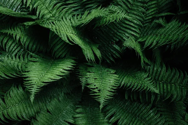 Deixa Textura Fundo Folha Verde — Fotografia de Stock