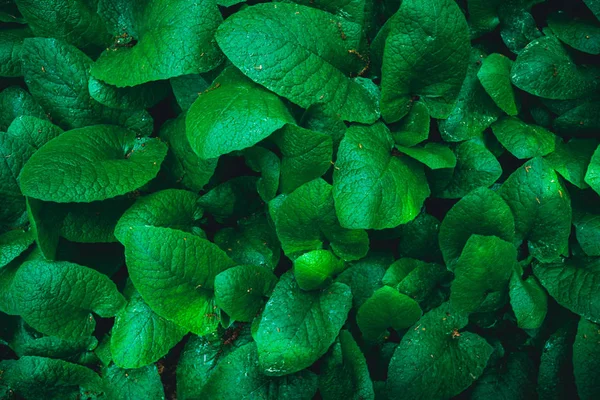 Deixa Textura Fundo Folha Verde — Fotografia de Stock