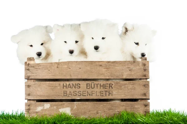 Samoyed Cachorros Una Caja — Foto de Stock